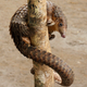 Image for article titled Demand for traditional Chinese medicine is killing off the world’s quirkiest animal